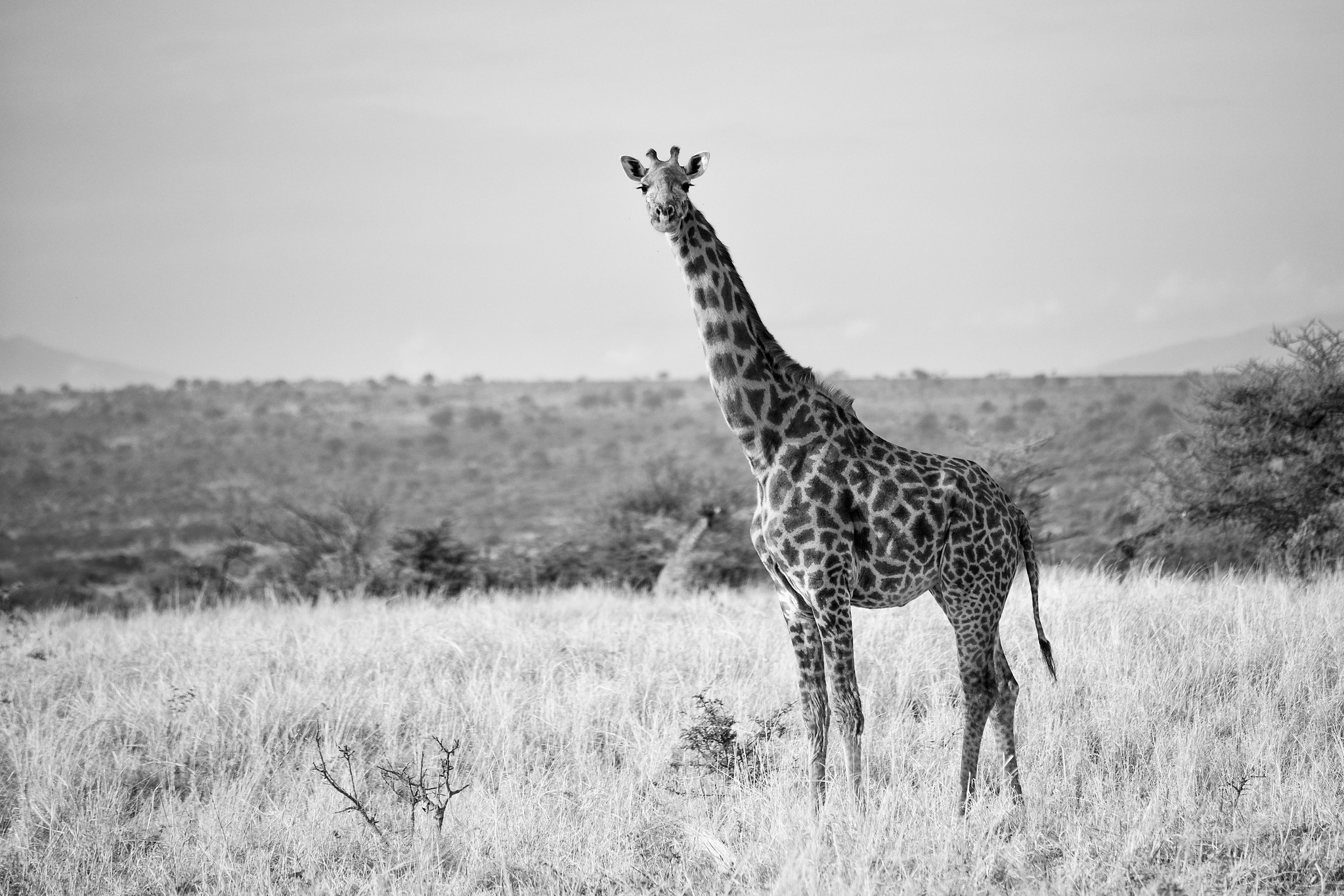 4 Days Tanzania Experience Safari