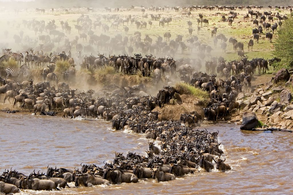 Serengeti Migration Safari 4 Days 3 Nights
